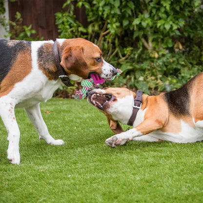 Durable Dog Rope Toy